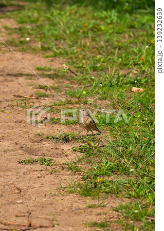 Female linnet on dirt path in grass Female linnet on dirt path in grass 139232639