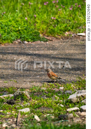 Male linnet on dirt path in grass Male linnet on dirt path in grass 139232640