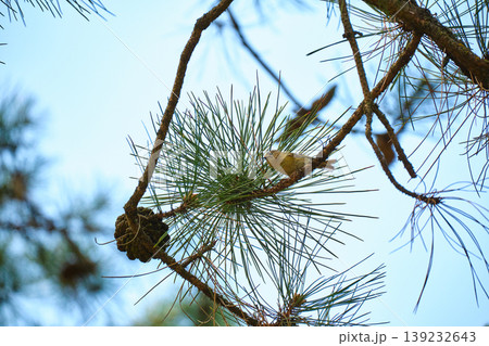 Goldcrest on pine branch low angle Goldcrest on pine branch low angle 139232643