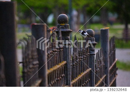 Small bird on urban metal fence 139232648