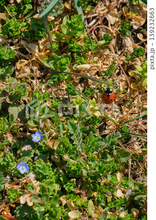 Ladybug on spring grass top view Ladybug on spring grass top view 139232663