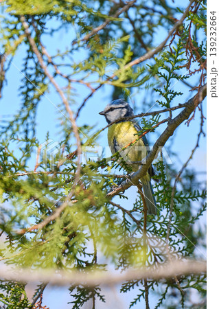 Crested blue tit on thuja branch Crested blue tit on thuja branch 139232664