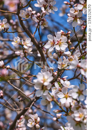 Blooming cherry branch with bees close up 139232670