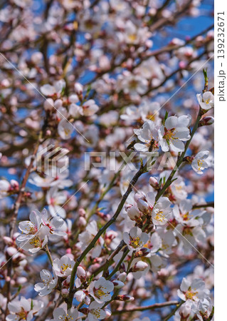 Blooming cherry branch with bees close up Blooming cherry branch with bees close up 139232671