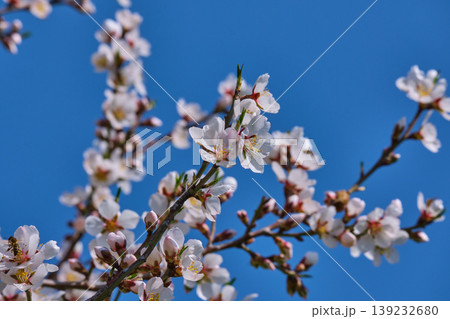 Cherry blossoms in close up spring bloom Cherry blossoms in close up spring bloom 139232680