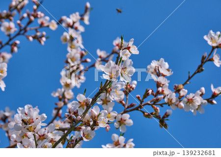 Cherry blossoms in close up spring bloom Cherry blossoms in close up spring bloom 139232681