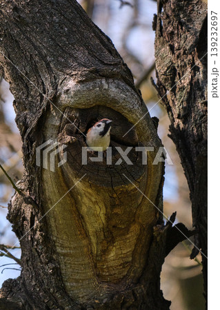 House sparrow peeking from tree hollow House sparrow peeking from tree hollow 139232697