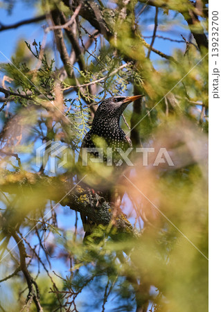 Starling perched on tree branches Starling perched on tree branches 139232700