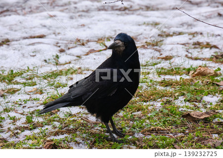 Rook foraging on snowy grass ground Rook foraging on snowy grass ground 139232725