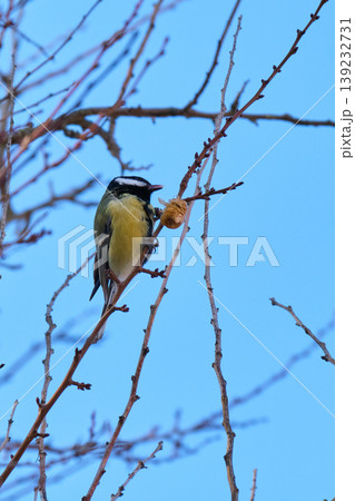 Tit feeding on tree bark in winter 139232731