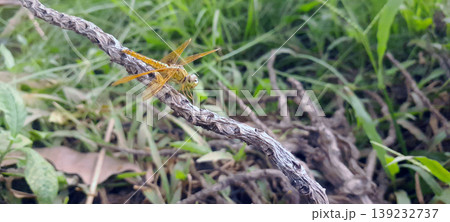 Orange Dragonfly Perched on a Branch with Green Nature Background 139232737