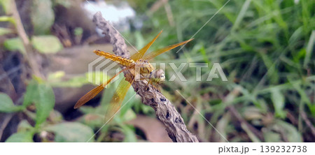 Orange Dragonfly Perched on a Branch with Green Nature Background 139232738