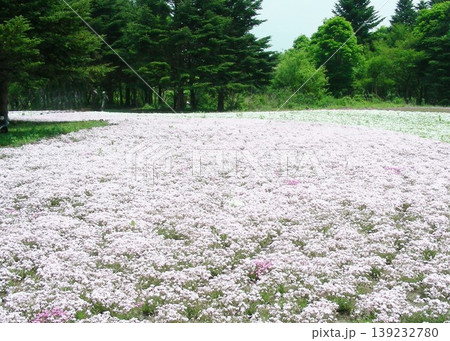 一面にシバザクラで 花の 絨毯 139232780