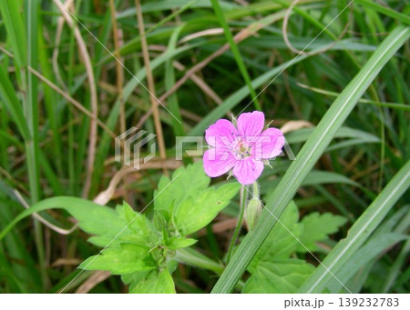 高知県 四国カルスト，薬草「ゲンノショウコ」 139232783
