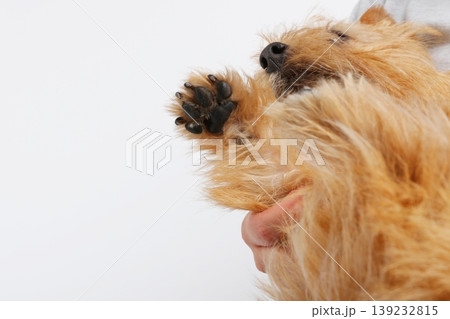 抱っこされた犬の肉球アップ 癒しのクローズ 抱っこされた犬の肉球アップ 癒しのクローズ 139232815