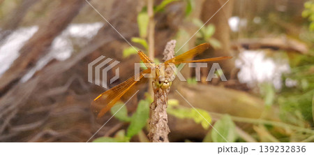 Orange Dragonfly Facing Camera on the Tip of a Dry Branch Orange Dragonfly Facing Camera on the Tip of a Dry Branch 139232836