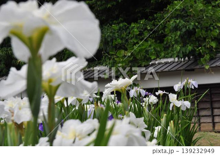 和風庭園の土塀を背景に咲く白い花菖蒲(ハナショウブ) 和風庭園の土塀を背景に咲く白い花菖蒲(ハナショウブ) 139232949