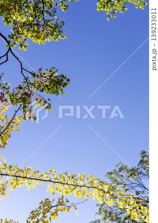 快晴の秋空に浮かぶナンキンハゼと銀杏の紅葉風景 快晴の秋空に浮かぶナンキンハゼと銀杏の紅葉風景 139233011