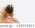 肉球どアップと人の手 犬の足の裏 肉球どアップと人の手 犬の足の裏 139233023