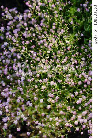 Lush Pink Gypsophila Flowers Blooming in Green Summer Meadow 139233053