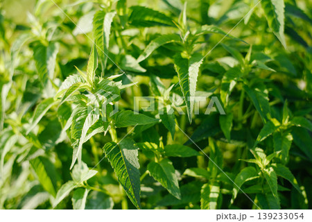 Beautiful Green Leaves of Monarda Garden Bergamot Plant 139233054