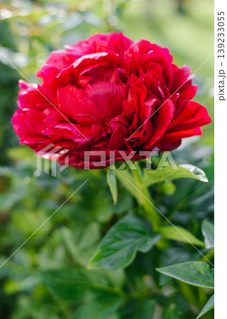 Luxury Red Peony Henry Bockstoce in Full Bloom 139233055