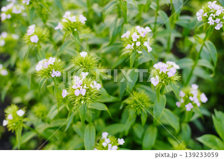 Pink Sweet William Flowers In Summer Garden Pink Sweet William Flowers In Summer Garden 139233059