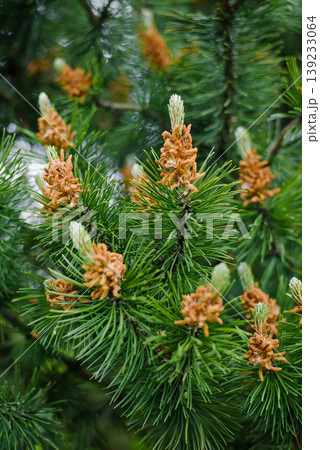Young Pine Cones on Green Branches in Spring Forest Young Pine Cones on Green Branches in Spring Forest 139233064