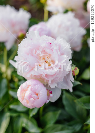 Beautiful Pink Peony Angel Cheeks Blossom With Small Buds 139233070