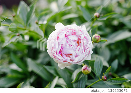 Delicate Pink Peony Flower and Small Buds in Garden Delicate Pink Peony Flower and Small Buds in Garden 139233071