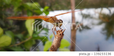 Orange Dragonfly Perched on the Tip of a Branch with a Natural Background Orange Dragonfly Perched on the Tip of a Branch with a Natural Background 139233136