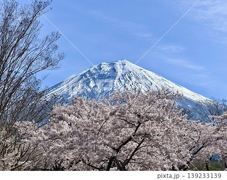 富士山と桜 139233139