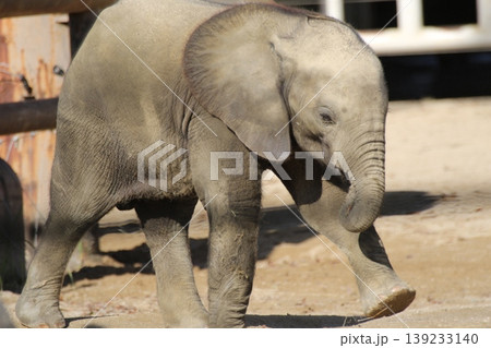希少なマルミミゾウの赤ちゃん 動物園で歩く姿① 希少なマルミミゾウの赤ちゃん 動物園で歩く姿① 139233140