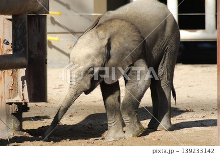 希少なマルミミゾウの赤ちゃん 動物園で歩く姿③ 希少なマルミミゾウの赤ちゃん 動物園で歩く姿③ 139233142
