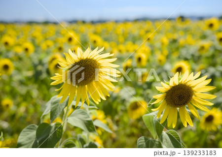 小野市のひまわり畑 139233183