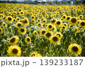 小野市のひまわり畑 139233187
