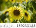 小野市のひまわり畑 139233188