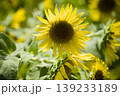 小野市のひまわり畑 139233189