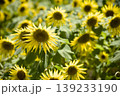 小野市のひまわり畑 139233190