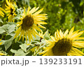 小野市のひまわり畑 139233191