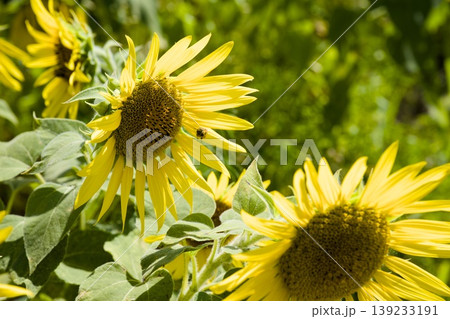 小野市のひまわり畑 139233191