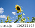 小野市のひまわり畑 139233192