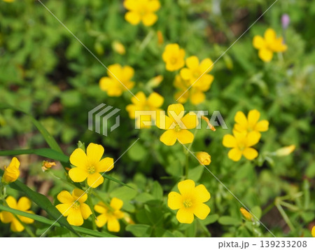 野の花 春 小さな花 足元 自然