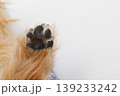 ふわふわ毛並みと黒肉球のアップ素材 ふわふわ毛並みと黒肉球のアップ素材 139233242