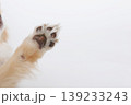 白い足の肉球アップ ナチュラルな犬の足裏 白い足の肉球アップ ナチュラルな犬の足裏 139233243