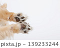 犬の肉球2つ並び かわいい足裏セット 犬の肉球2つ並び かわいい足裏セット 139233244