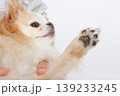 見上げるチワワと肉球のかわいい組み合わせ 見上げるチワワと肉球のかわいい組み合わせ 139233245