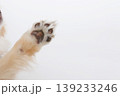 犬の肉球片足アップ シンプル背景素材 犬の肉球片足アップ シンプル背景素材 139233246