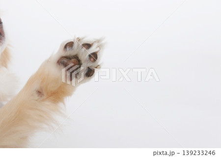 犬の肉球片足アップ シンプル背景素材 139233246