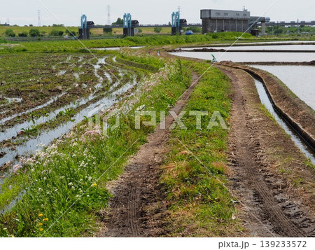 水田 あぜ道 春 日本の農村風景
